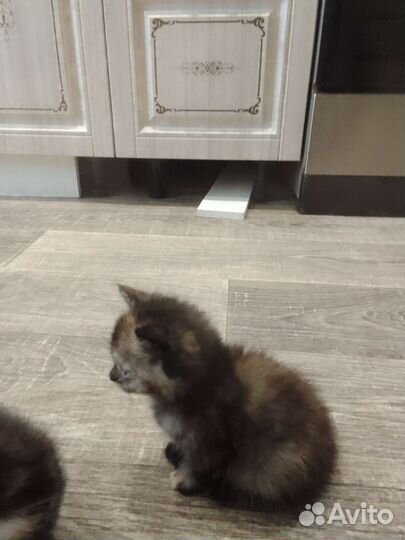 Отдам котят к лотку приучены всё едят