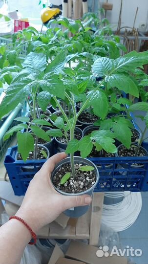 Рассада помидор