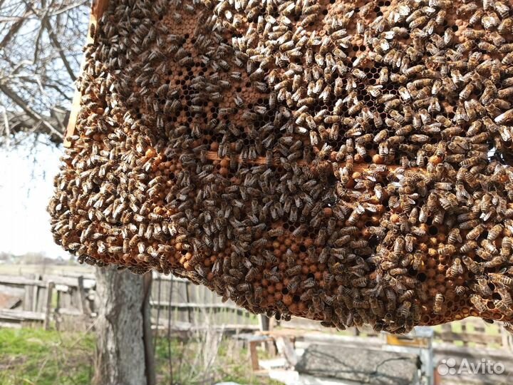 Пчелы отводки дадан и рут