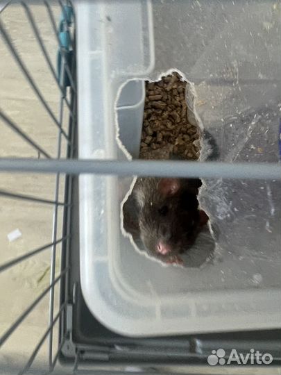 Декоративные крыски