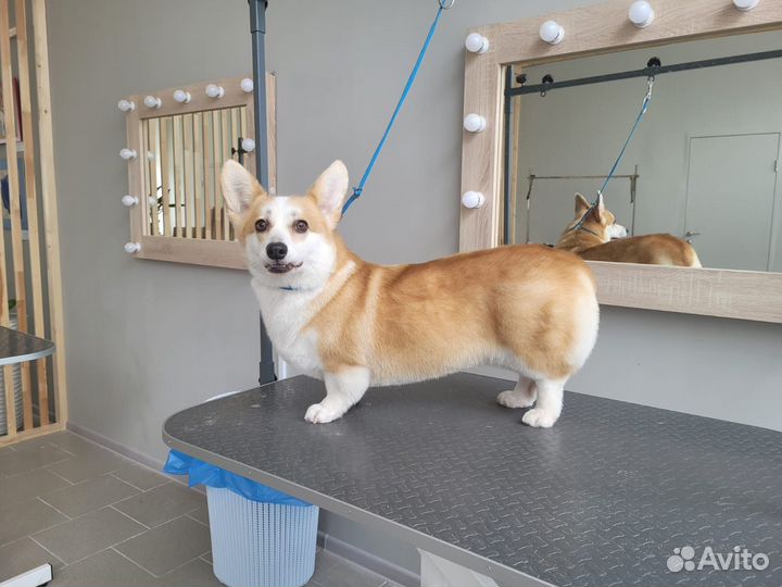 Груминг стрижка собак и кошек