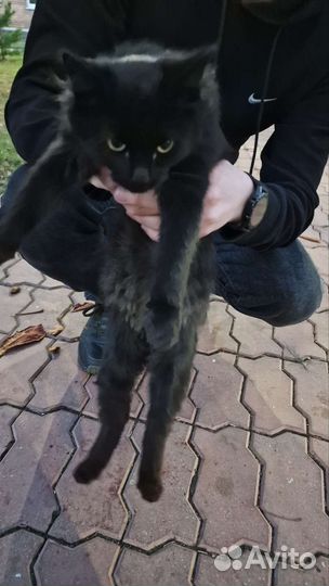 Котята в добрые руки бесплатно