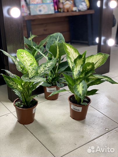 Диффенбахия микс