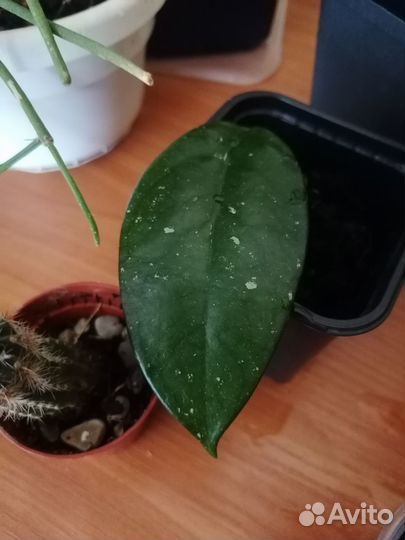 Распродаю комнатные растения