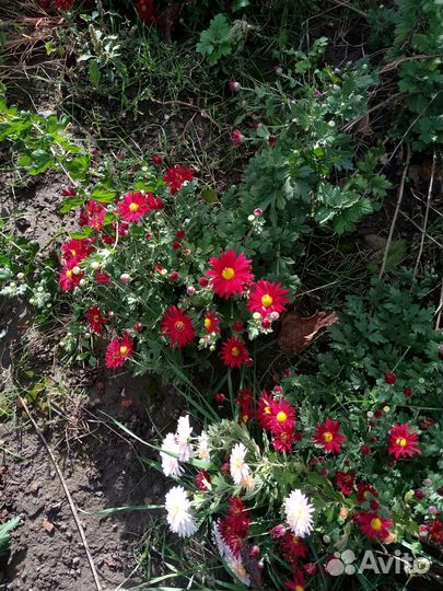 Дубки. Саженцы