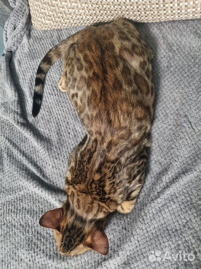 Бенгальский кот вязка