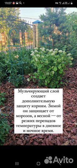 Кора лиственницы