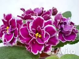 Детки фиалок