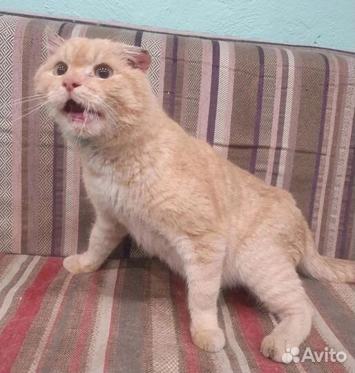 Спасите котика