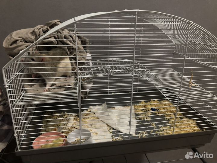 Продам Крысу