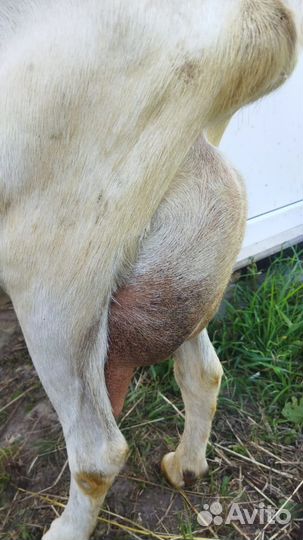 Зааненские козы дойные