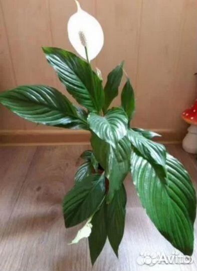 Спатифиллум (Женское счастье )
