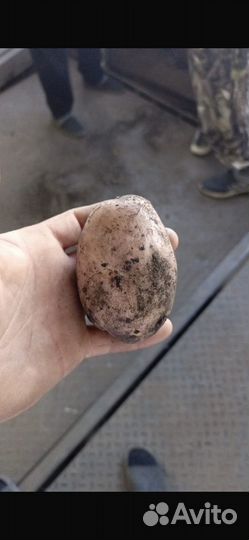 Картофель лук тыква на дом