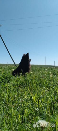 Венгерские пастушки