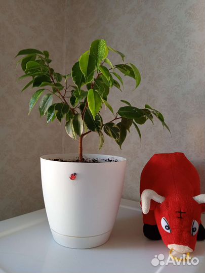 Фикус Бенджамина