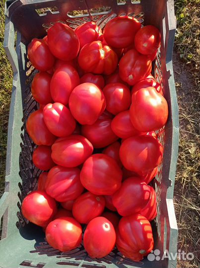 Помидоры свежие домашние