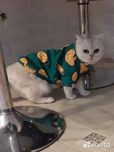 Свитер для кошек и собак