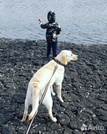 Лабрадор (вязка)