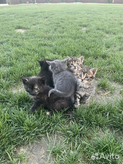 Котята в добрые руки даром