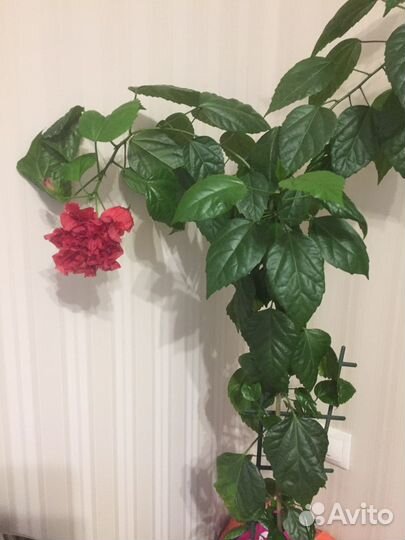 Фиалки,Пахистахис, зефирантес, клеродендрум