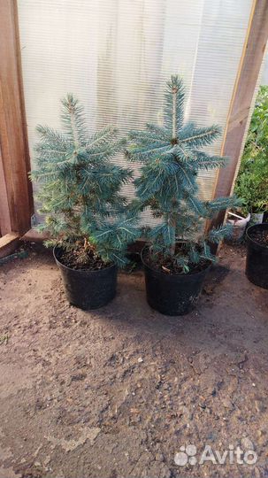 Можжевельник скалбный,гортензии,туи,очиток