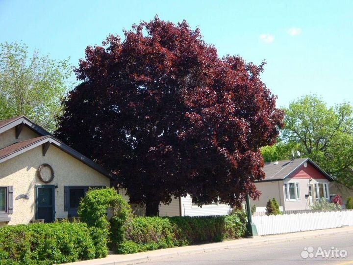 Клён Кримсон Сентри 3м