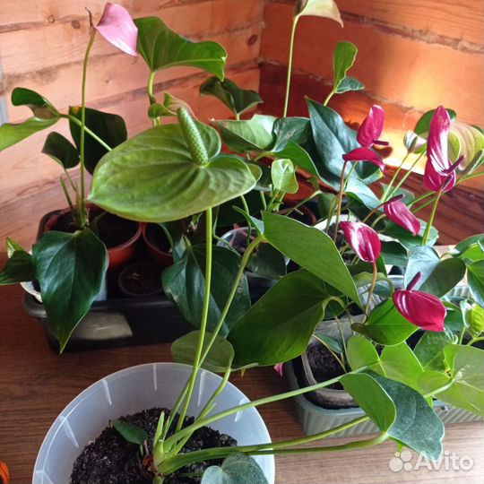 Комнатные цветы отростки
