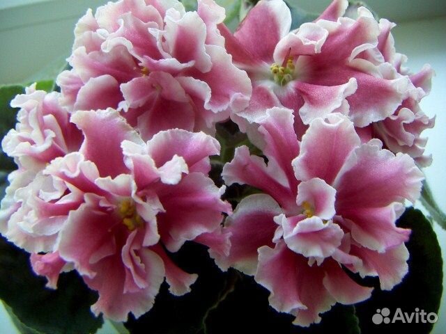 Набор деток сортовых фиалок 10 штук