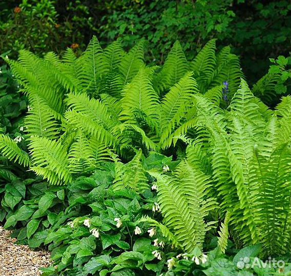 Папоротник страусник