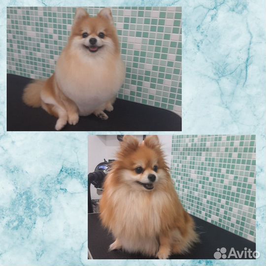 Груминг/Стрижка собак/Стрижка кошек