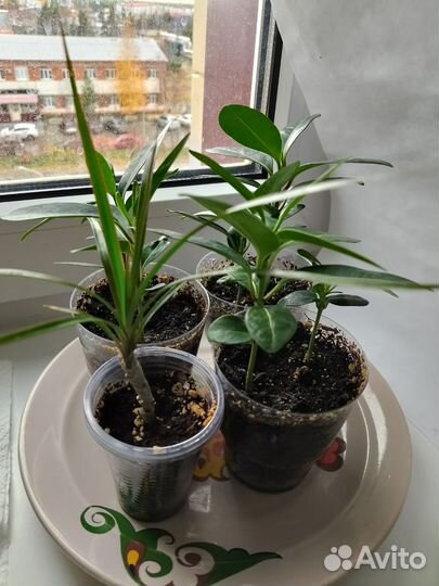 Комнатные растения