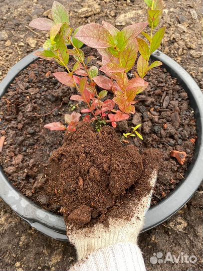 Торф для голубики и гортензий, Кора, хвойный опад