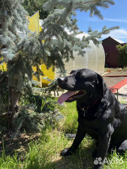 Лабрадор для вязки