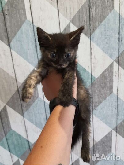 Котёнок девочка