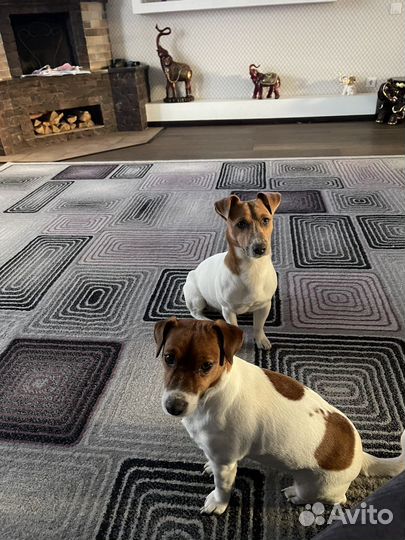 Щенки джек рассел терьер