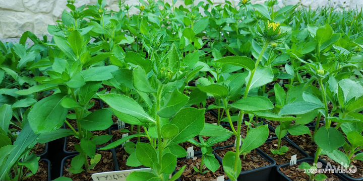 Кореопсис санфаер, цветы