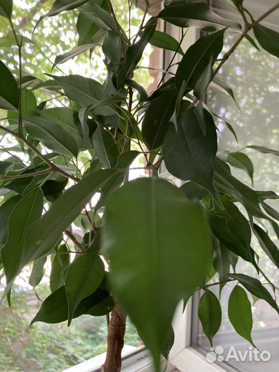Фикус бенджамина