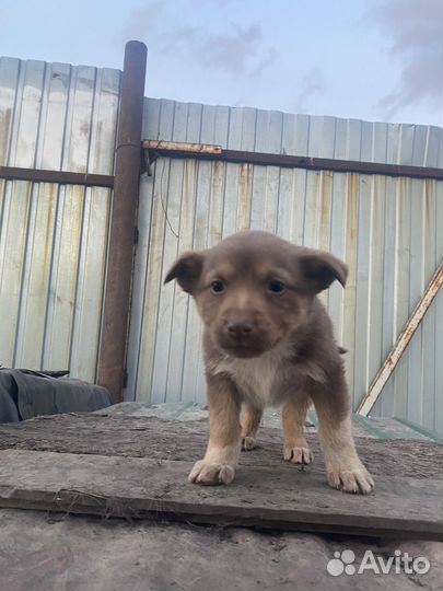 Щенки в добрые руки