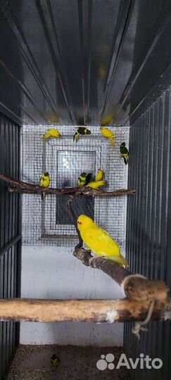 Попугаи какарики