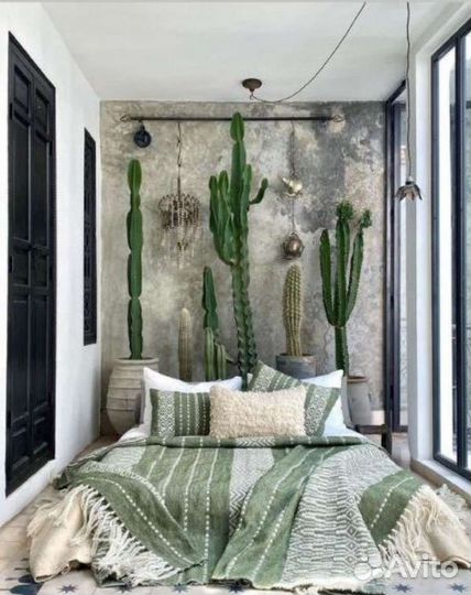 Кактус молочай трехгранный 1,1 м с горшком