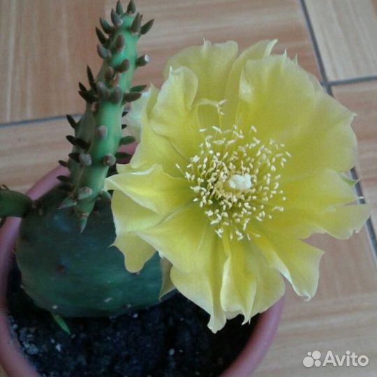 Опунция зимующая