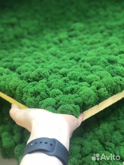 Фито-модуль с ягелем