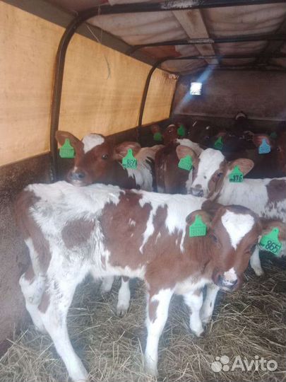 Телята бычки