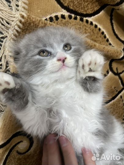 Шотланский котенок