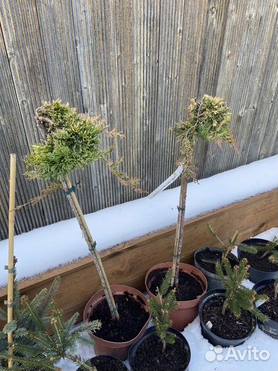 Можжевельник Голден Карпет на Штамбе