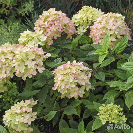 Гортензия Петит Черри и другие