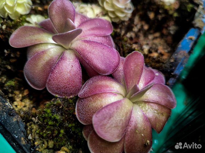 Хищные растения, росянка, жирянка, непентес