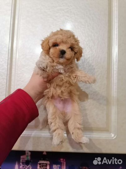 Мини Мальтипу ф1 бейби-фейс