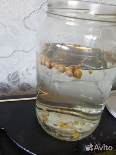 Улитки аквариумные ампулярии