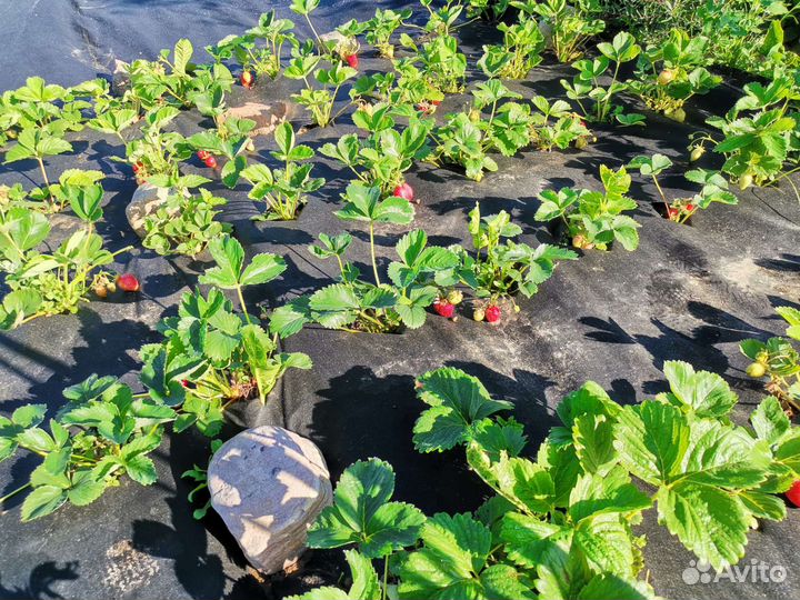 Клубника кусты